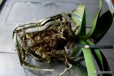 蝴蝶兰怎么养才能开花？为什么我养的蝴蝶兰不开花？