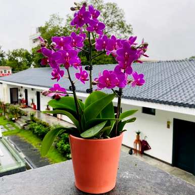 蝴蝶兰怎么养才能开花？为什么我养的蝴蝶兰不开花？