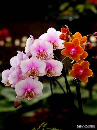 蝴蝶兰怎么养才能开花？为什么我养的蝴蝶兰不开花？
