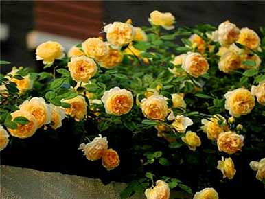 月季花什么时候嫁接最好，月季花怎么嫁接视频教程？