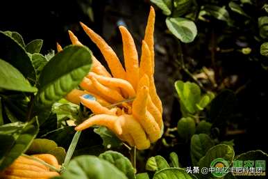 如何种植佛手瓜花盆？