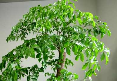 幸福树的叶子又尖又黑，像烧焦照片一样枯萎。幸福树的叶子又黄又枯萎是怎么回事？