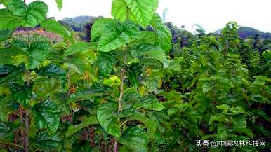 桑树何时种植，桑树桑黄种植视频