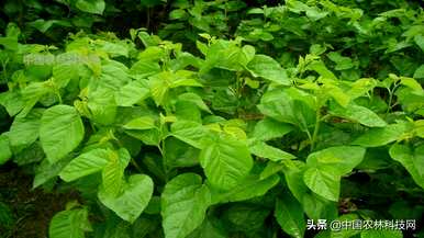 桑树何时种植，桑树桑黄种植视频