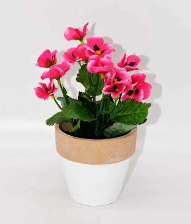 三色堇的花语和意义是什么，日本三色堇的花语是什么？