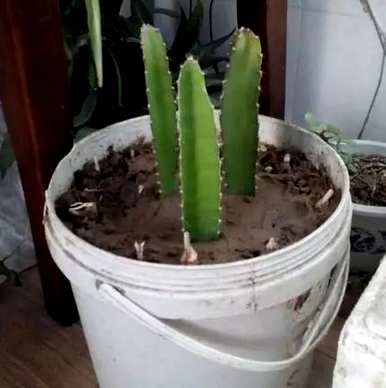 火龙果如何快速生根，火龙果如何生根更快？
