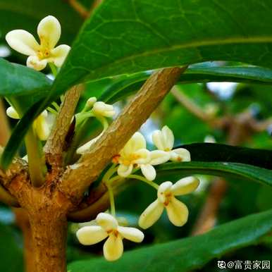 桂花是几个月开的，福建桂花是几个月开的