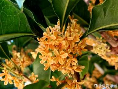 桂花是几个月开的，福建桂花是几个月开的