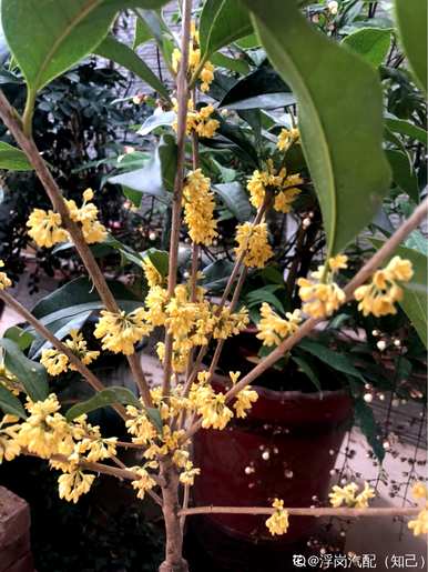 桂花是几个月开的，福建桂花是几个月开的