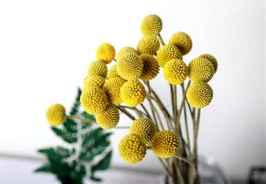 罗兰金球花语，金球花语是什么？
