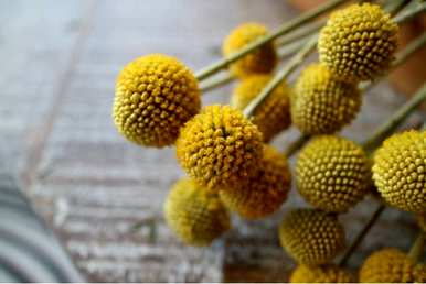 罗兰金球花语，金球花语是什么？