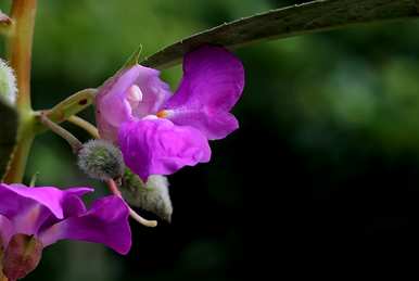 凤仙花花语是什么意思？喜凤仙是什么意思？
