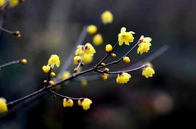 腊梅花叶子发黄干枯的原因是什么？腊梅花叶子干枯是怎么回事？