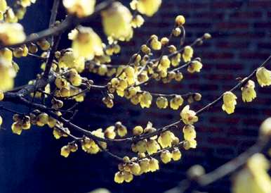 腊梅花叶子发黄干枯的原因是什么？腊梅花叶子干枯是怎么回事？