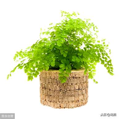上水石种铁线蕨枯萎，铁线蕨枯萎怎么办？