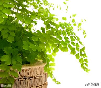 上水石种铁线蕨枯萎，铁线蕨枯萎怎么办？