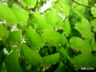 上水石种铁线蕨枯萎，铁线蕨枯萎怎么办？