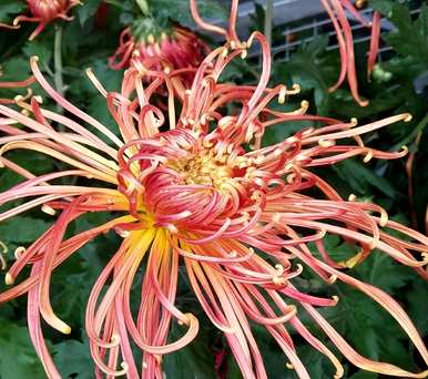 菊花种植技术管理视频、菊花种植时间和生长期