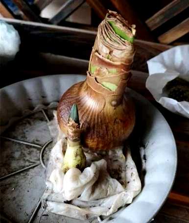 生根最好最快用什么，什么水生根最快最好？