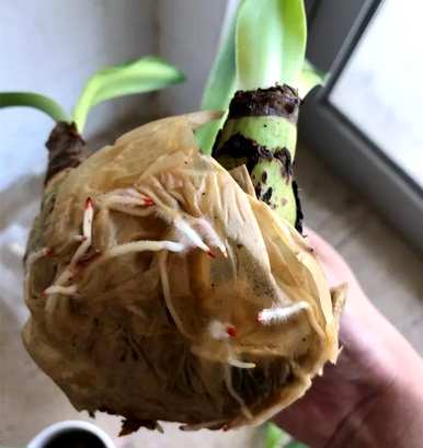 生根最好最快用什么，什么水生根最快最好？