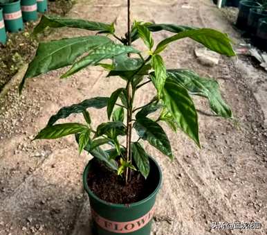 如何修剪垂丝茉莉，如何修剪垂丝茉莉更好看