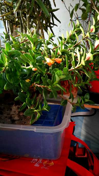 最旺家的花吊兰最好养吗？哪个品种的吊兰最好养？