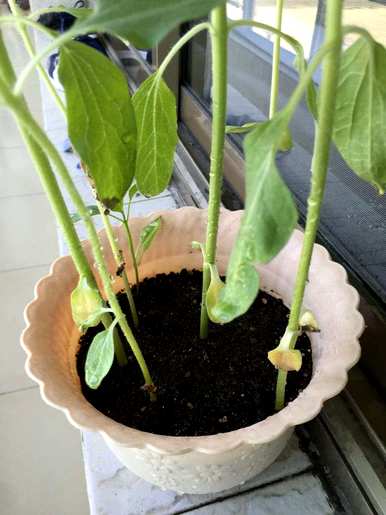 种植向日葵需要注意什么，插入向日葵需要注意什么？