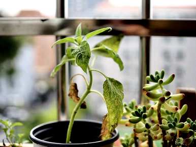 种植向日葵需要注意什么，插入向日葵需要注意什么？
