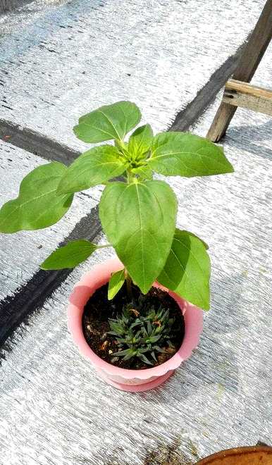 种植向日葵需要注意什么，插入向日葵需要注意什么？