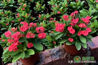 铁海棠花怎么养殖，铁海棠花能种吗？