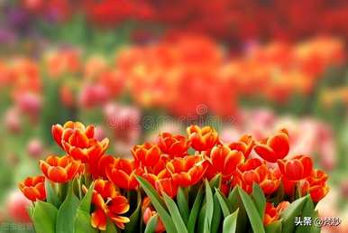 郁金香花的寓意和象征，郁金香花的寓意和象征