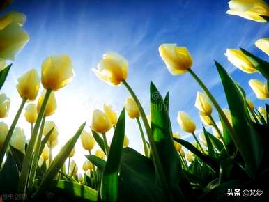 郁金香花的寓意和象征，郁金香花的寓意和象征