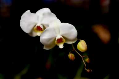 蝴蝶兰花语是什么意思？蝴蝶兰花语是什么？