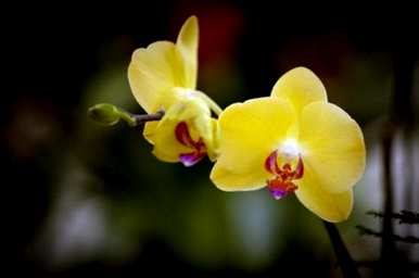 蝴蝶兰花语是什么意思？蝴蝶兰花语是什么？