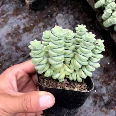 招财树的养殖方法和注意事项多肉，招财树的养殖方法扦插生根剂