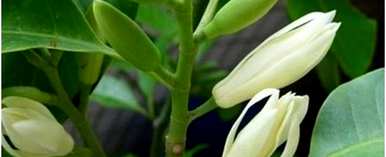白兰花的养护方法是什么？如何在网上保养白兰花？