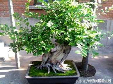 单杆朴树文人盆景，朴树盆景好养活吗？