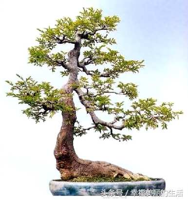 单杆朴树文人盆景，朴树盆景好养活吗？