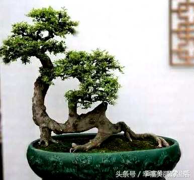 单杆朴树文人盆景，朴树盆景好养活吗？
