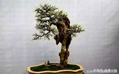 单杆朴树文人盆景，朴树盆景好养活吗？