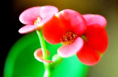 铁海棠花语是什么，虎刺梅铁海棠花语是什么？