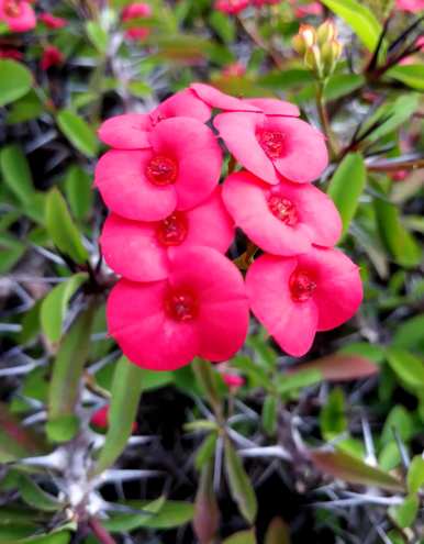 铁海棠花语是什么，虎刺梅铁海棠花语是什么？