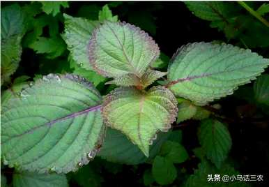 如何食用紫苏种子，紫苏种子种植技术