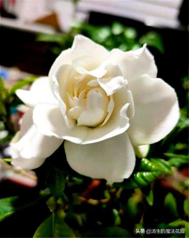栀子花收到后醒多久？栀子花枝怎么醒？