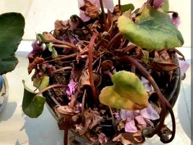 夏天仙客来的叶子发黄怎么办？夏天仙客来的叶子发黄怎么办？