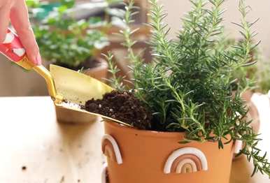 迷迭香的种植方法和价值，迷迭香水培盆栽种植技巧