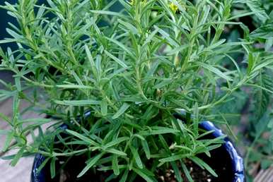 迷迭香的种植方法和价值，迷迭香水培盆栽种植技巧