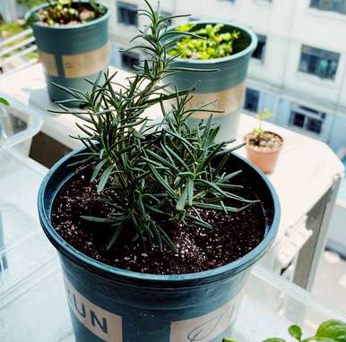 迷迭香的种植方法和价值，迷迭香水培盆栽种植技巧