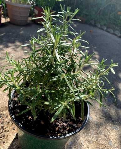迷迭香的种植方法和价值，迷迭香水培盆栽种植技巧