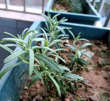迷迭香的种植方法和价值，迷迭香水培盆栽种植技巧